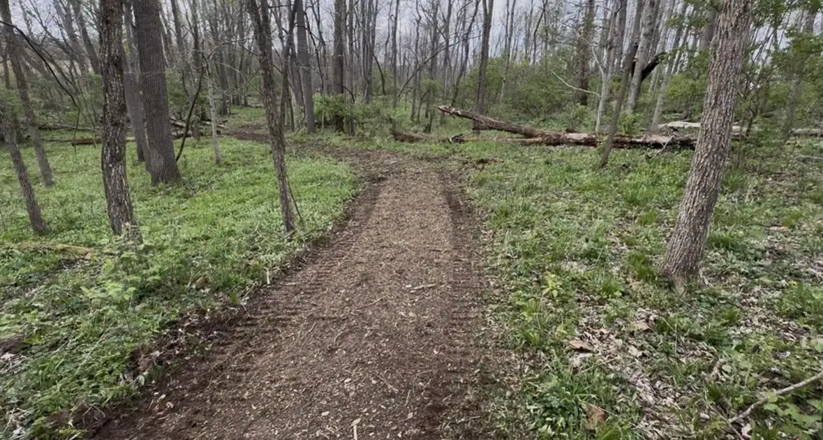 Woodland trail after understory mulching near Dayton, OH